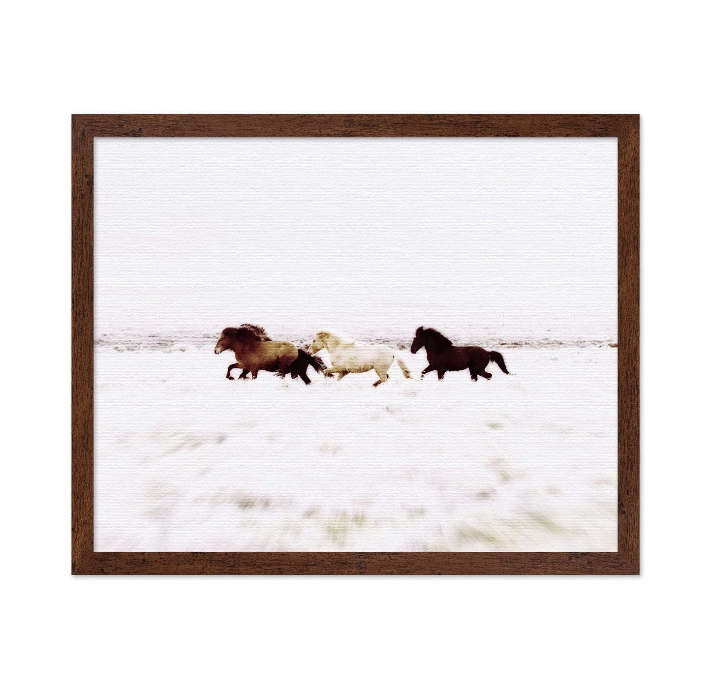 Iceland Wild Horses