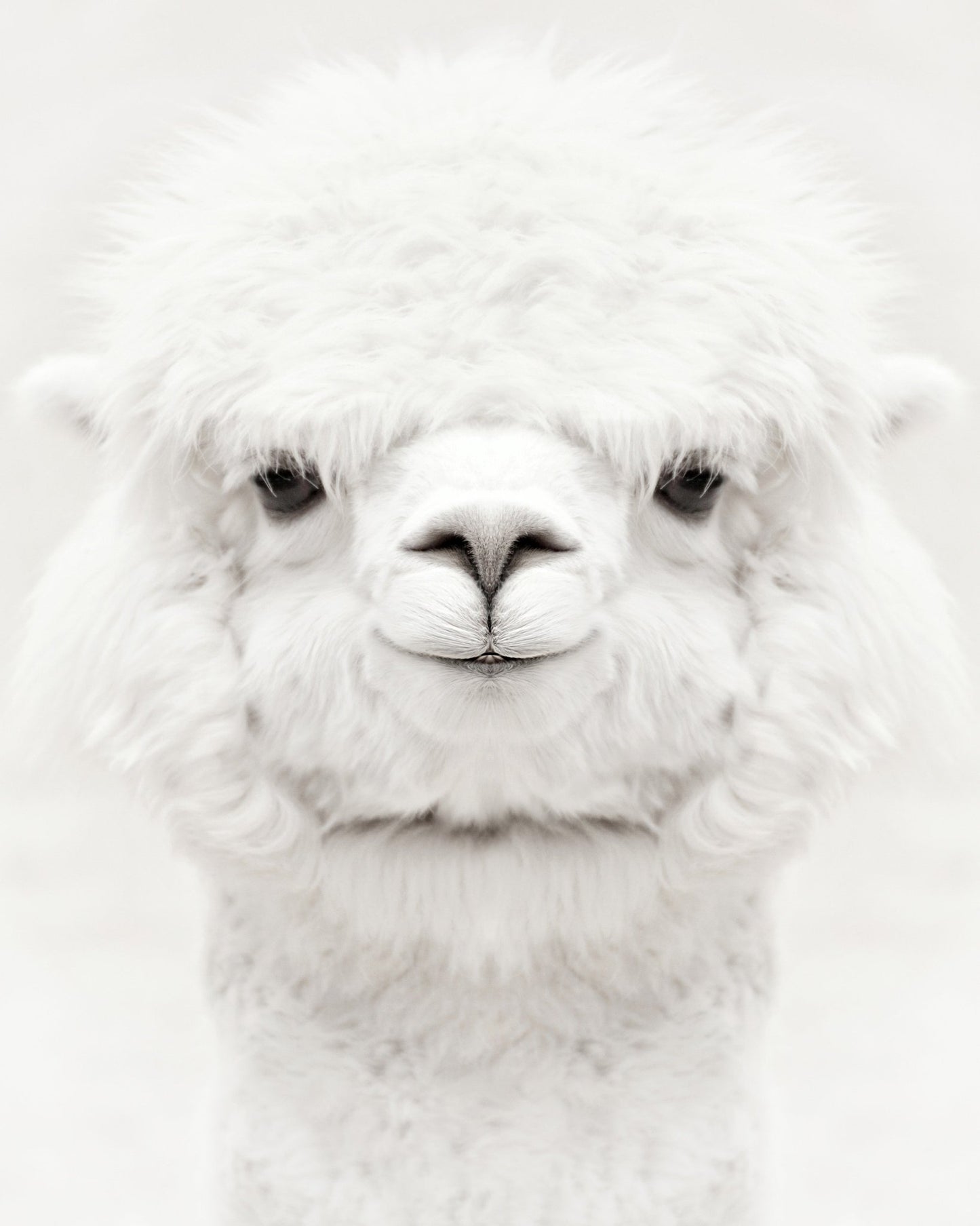 Smiling Alpaca