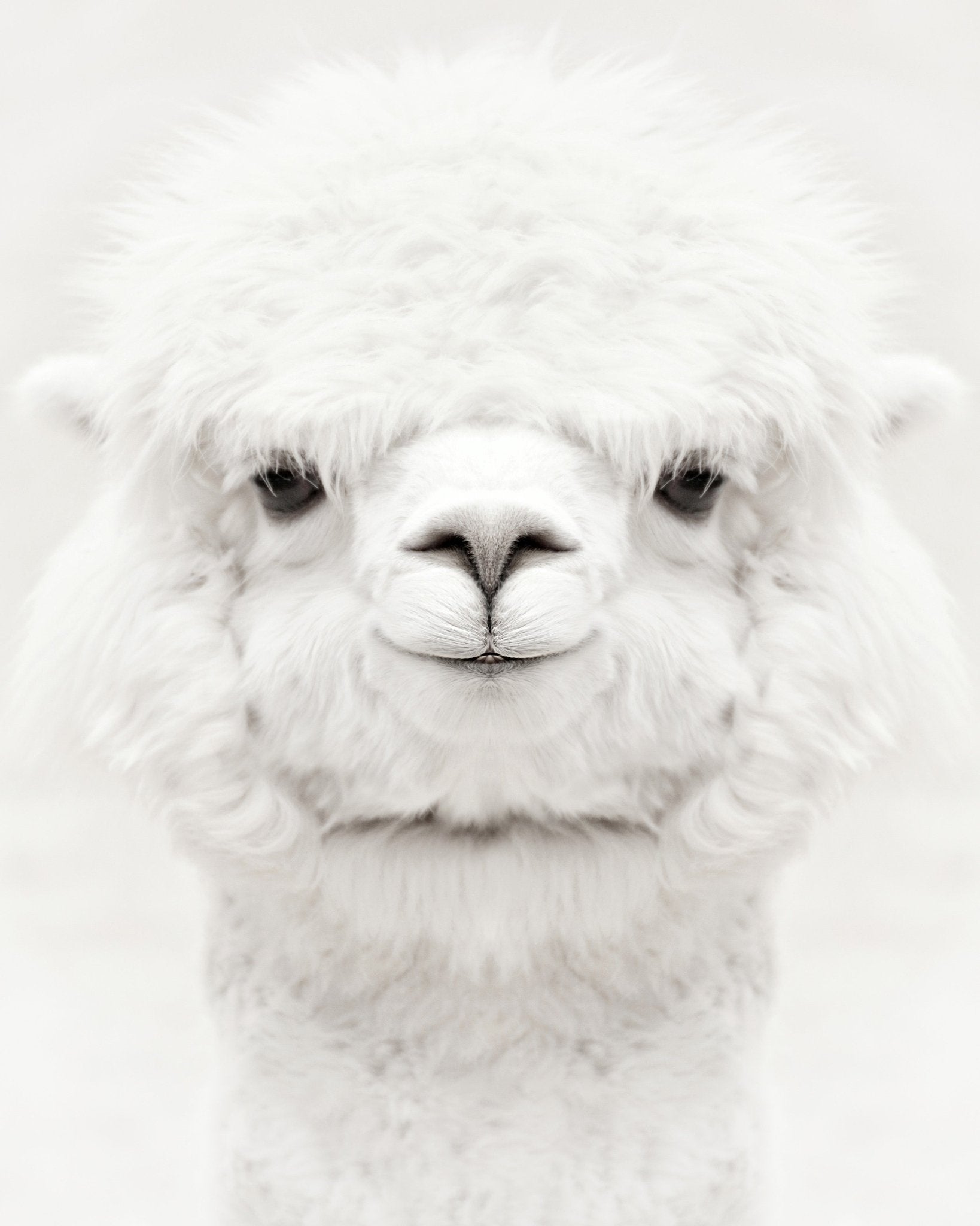 Smiling Alpaca