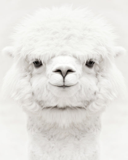 Smiling Alpaca