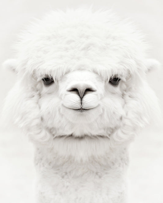 Smiling Alpaca