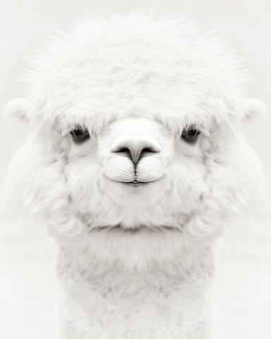 Smiling Alpaca
