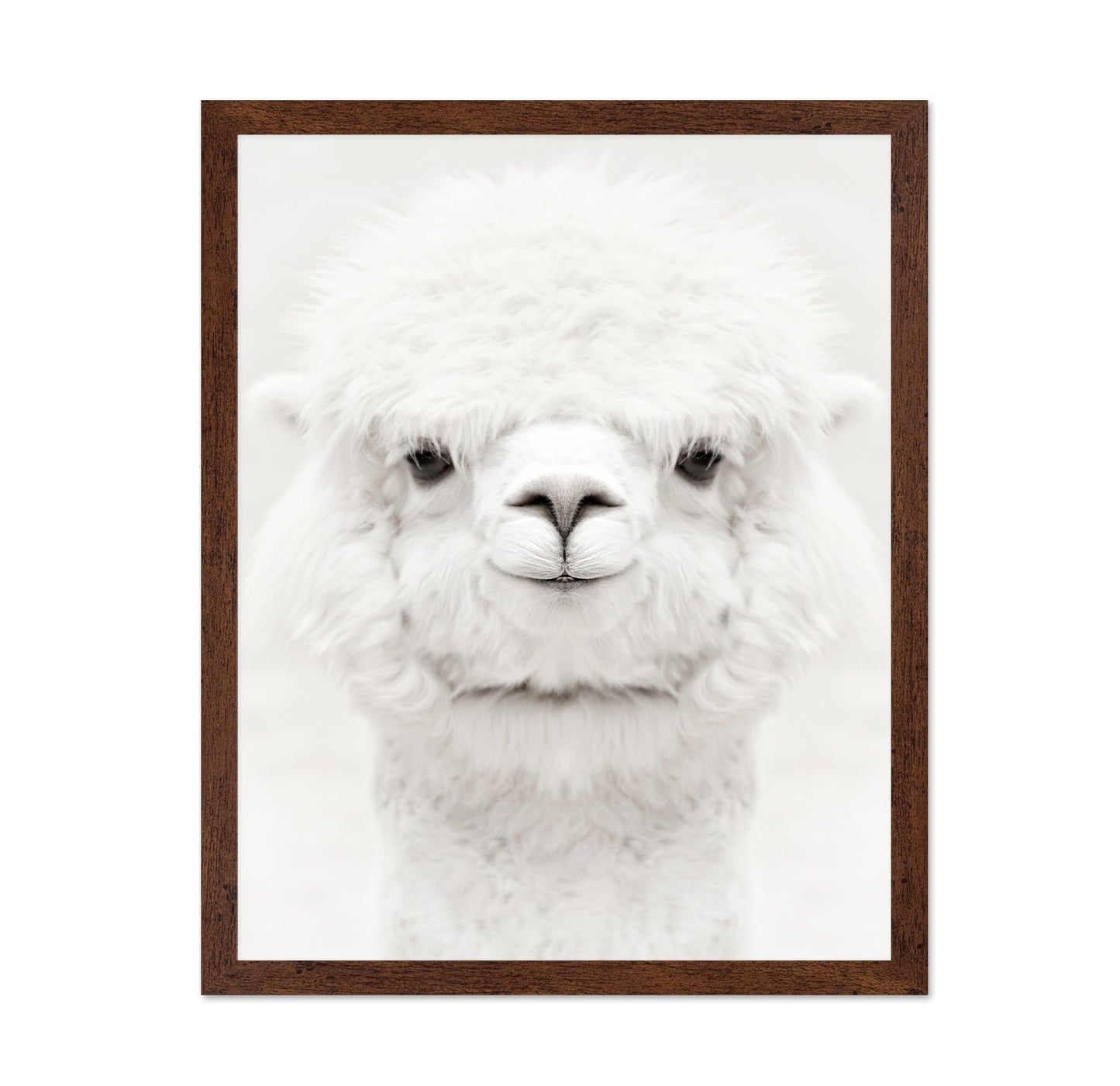 Smiling Alpaca