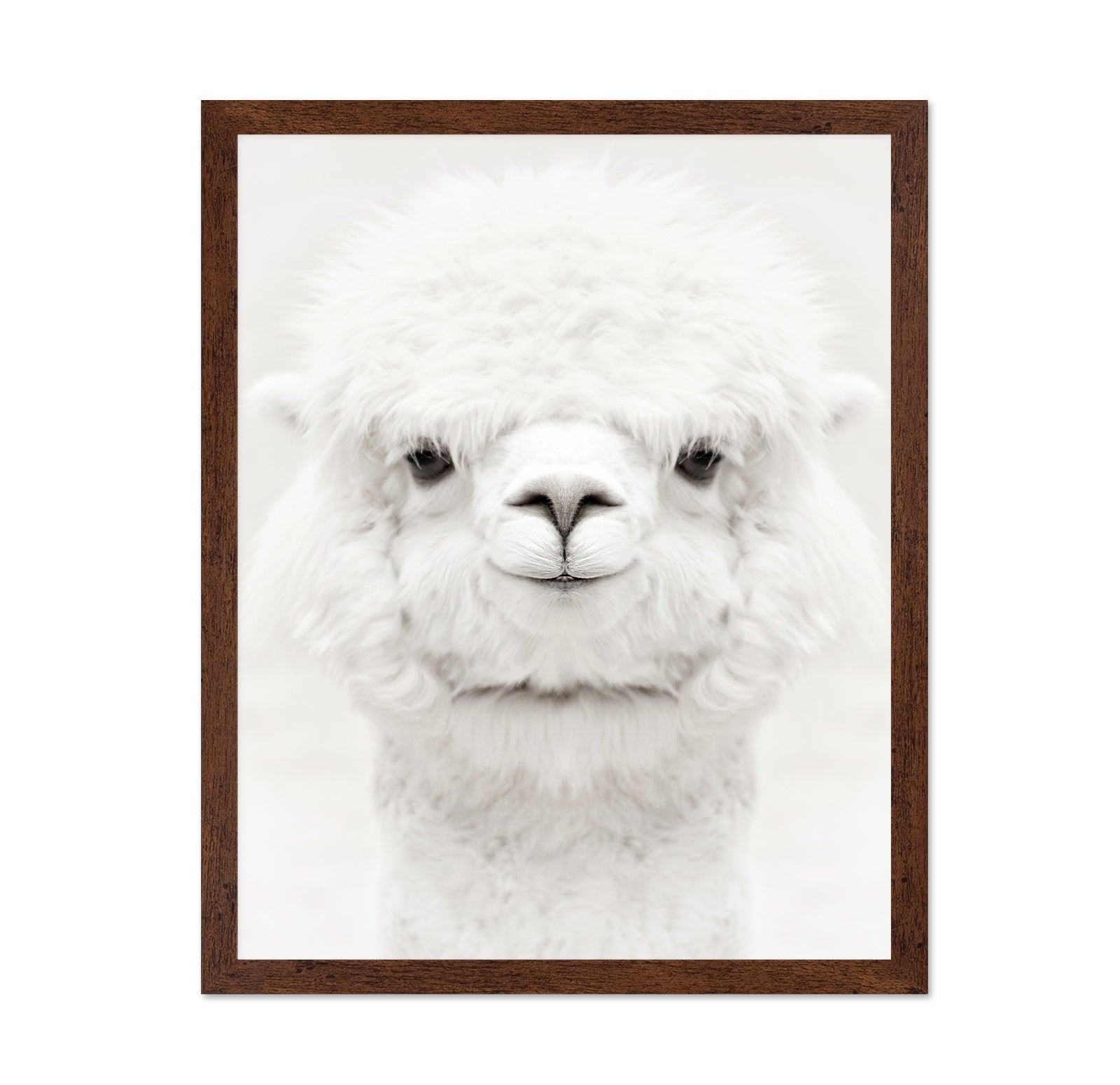 Smiling Alpaca