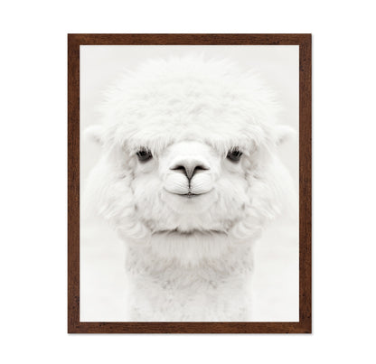 Smiling Alpaca