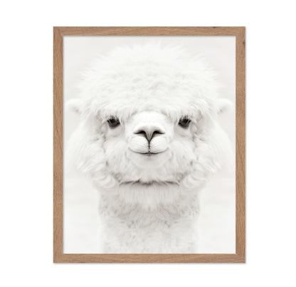 Smiling Alpaca