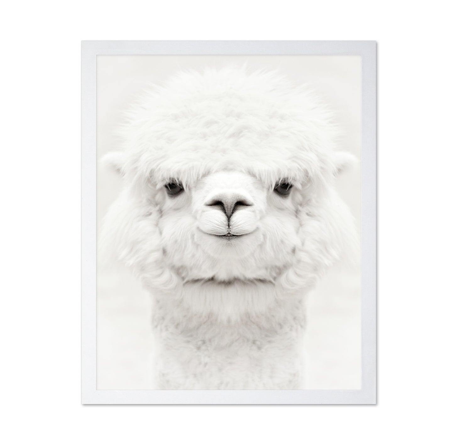 Smiling Alpaca