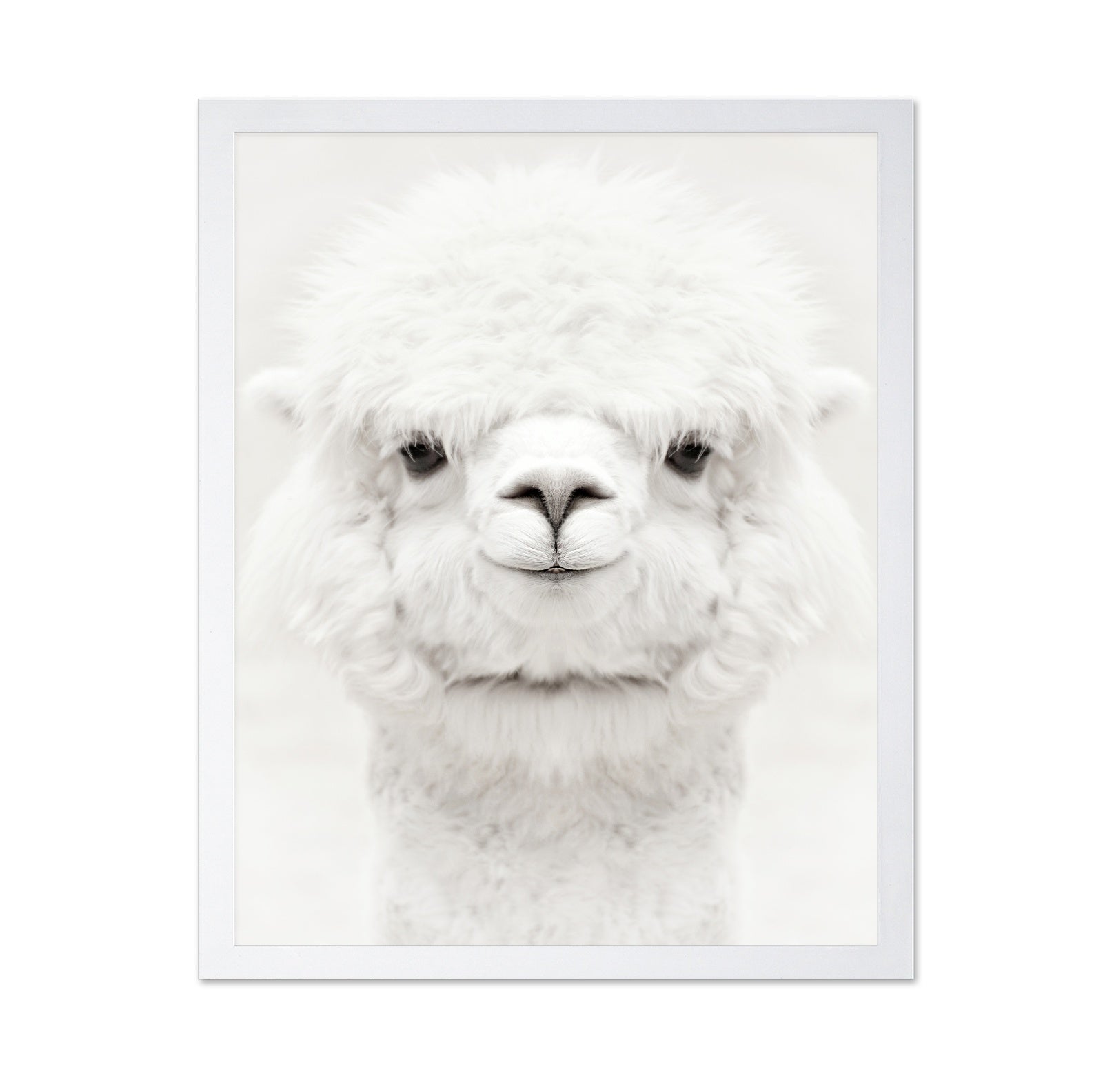 Smiling Alpaca
