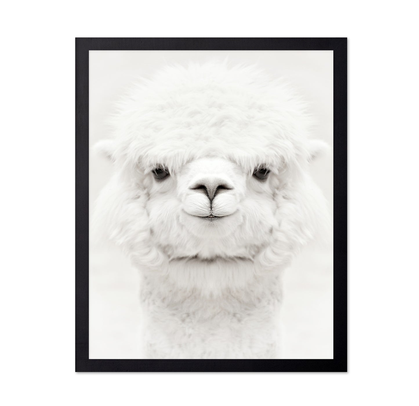 Smiling Alpaca