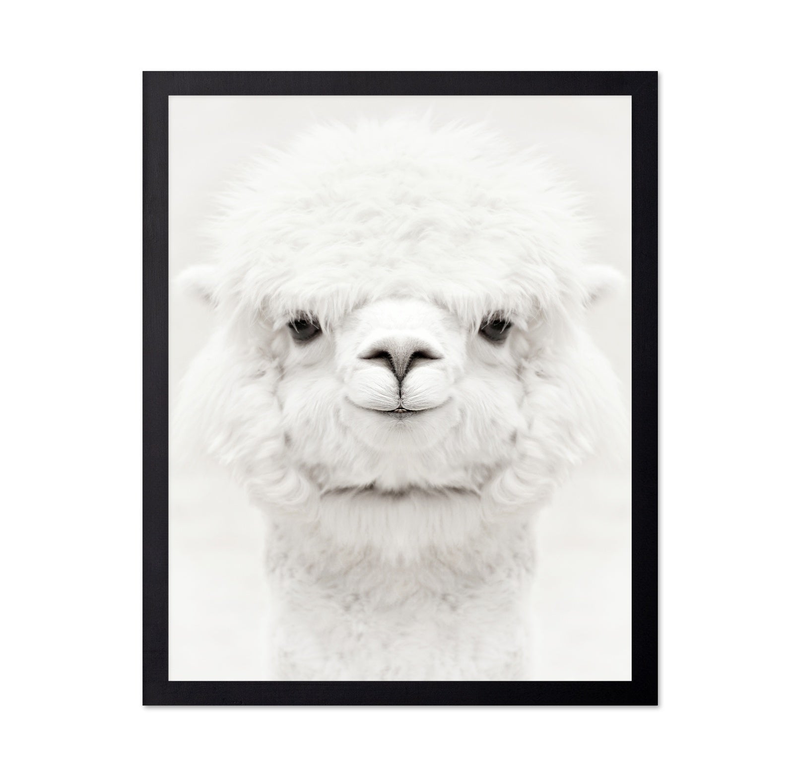 Smiling Alpaca