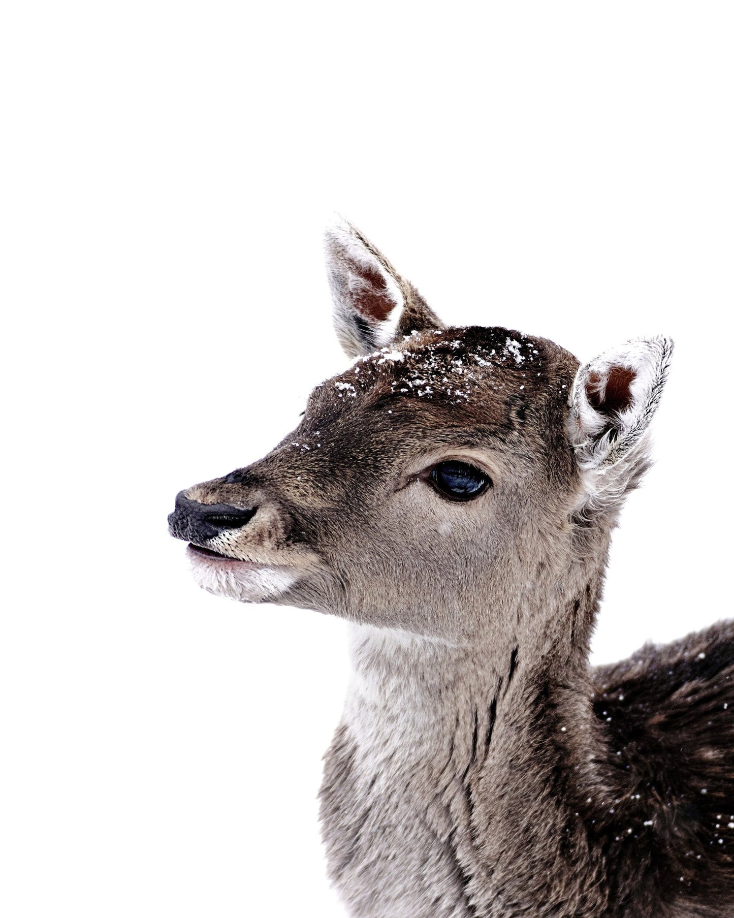 Little Fawn