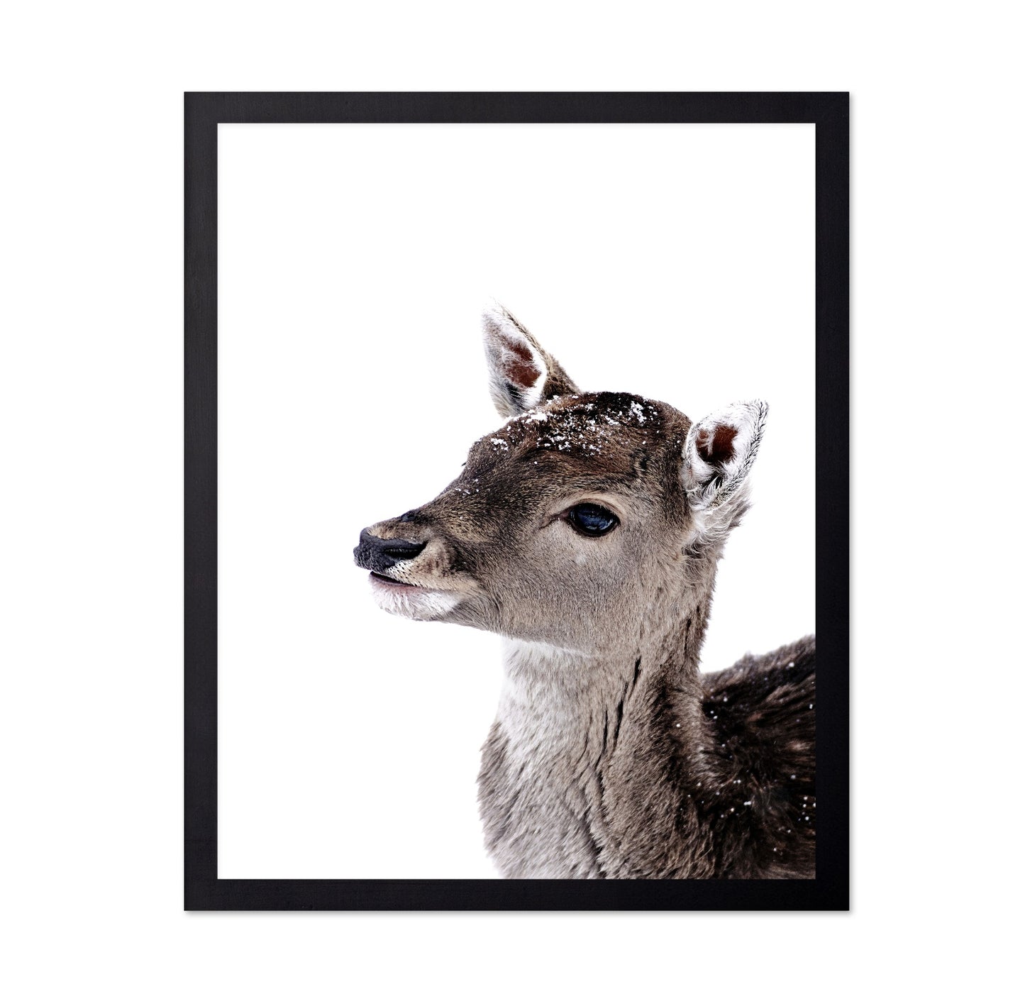 Little Fawn