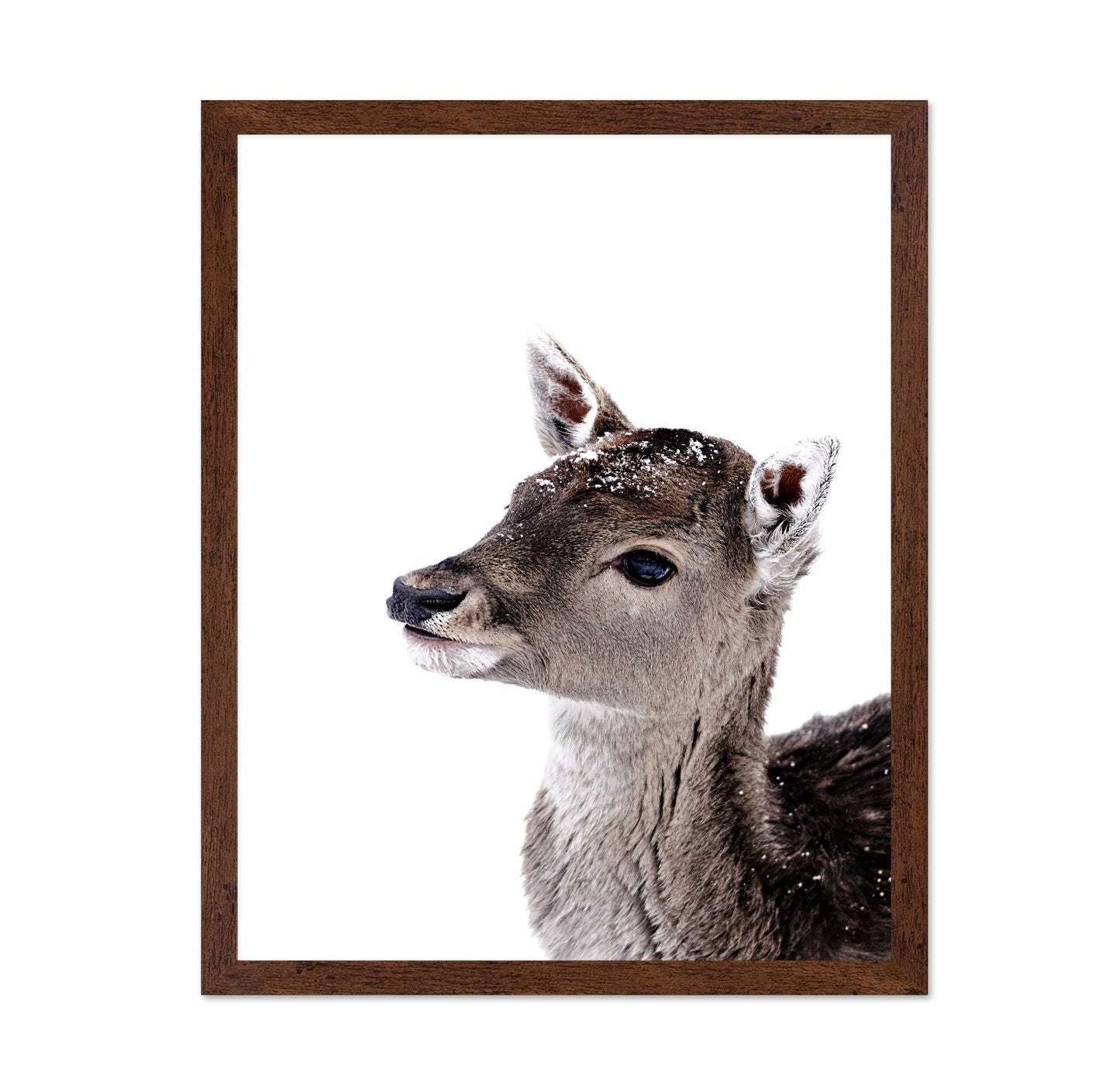 Little Fawn