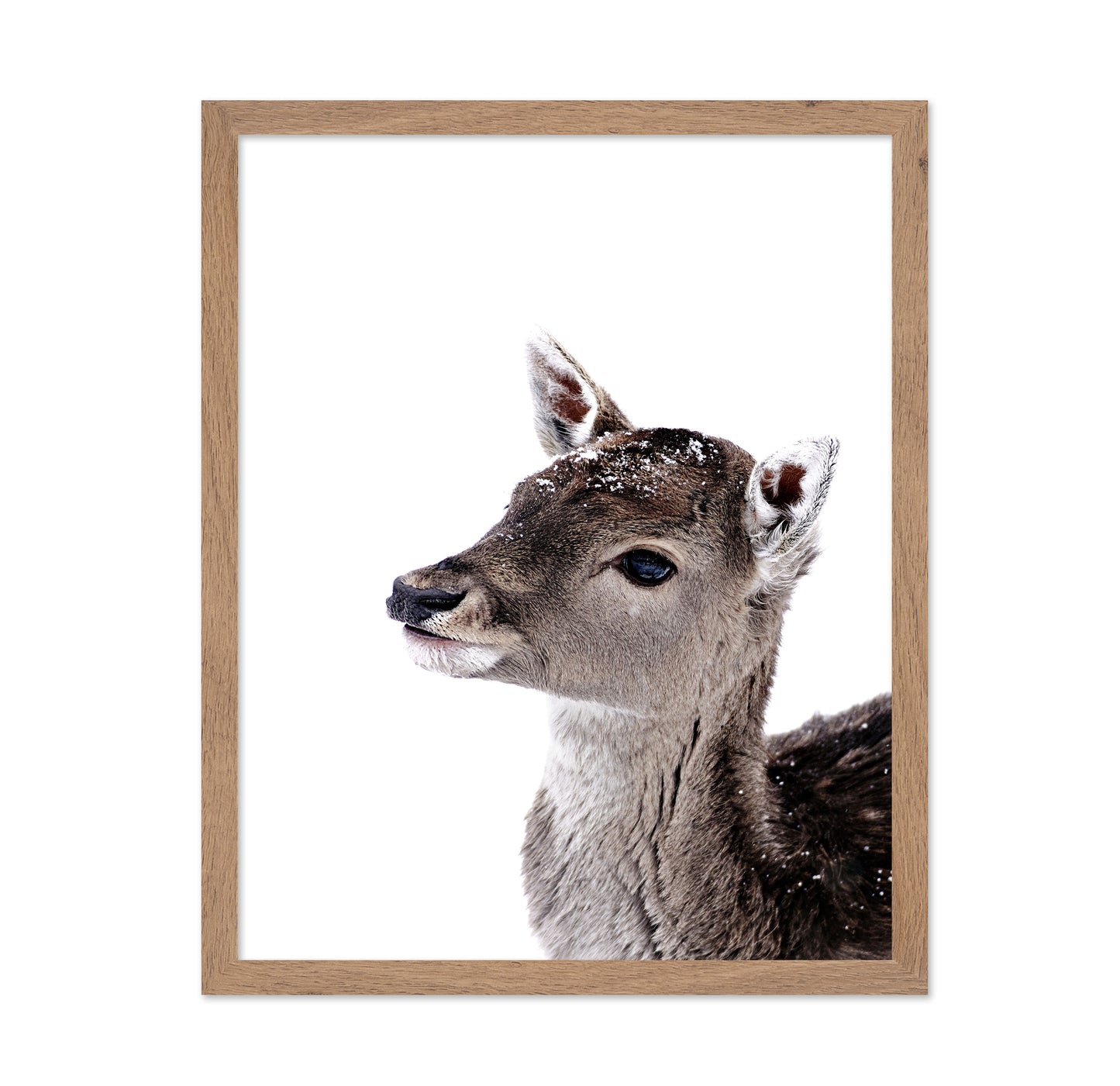 Little Fawn