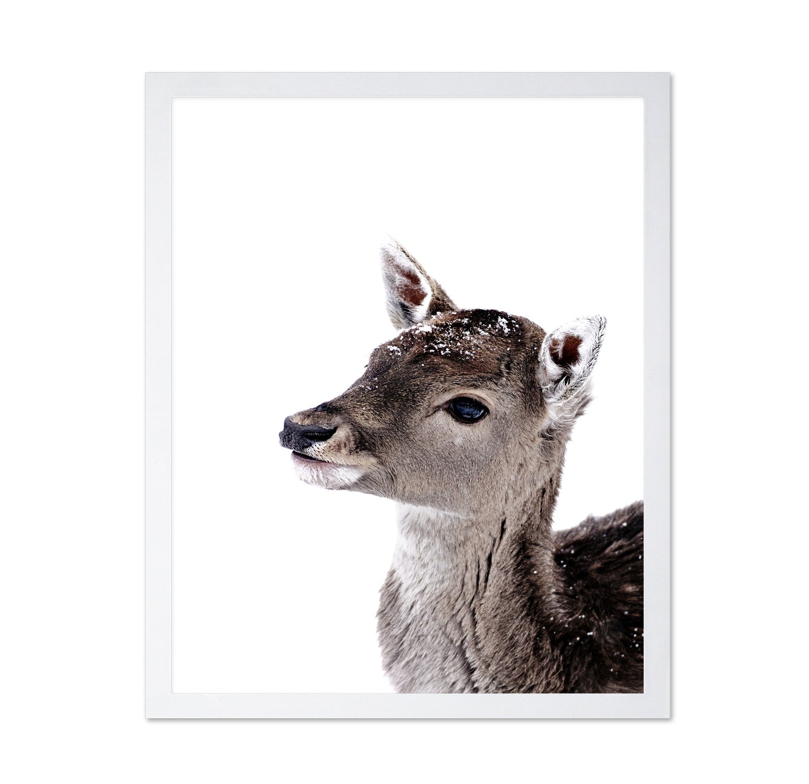 Little Fawn