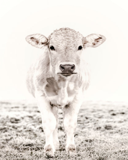 Baby Cattle