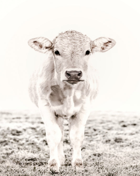 Baby Cattle