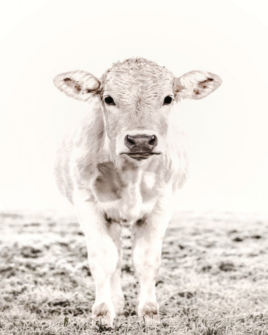 Baby Cattle