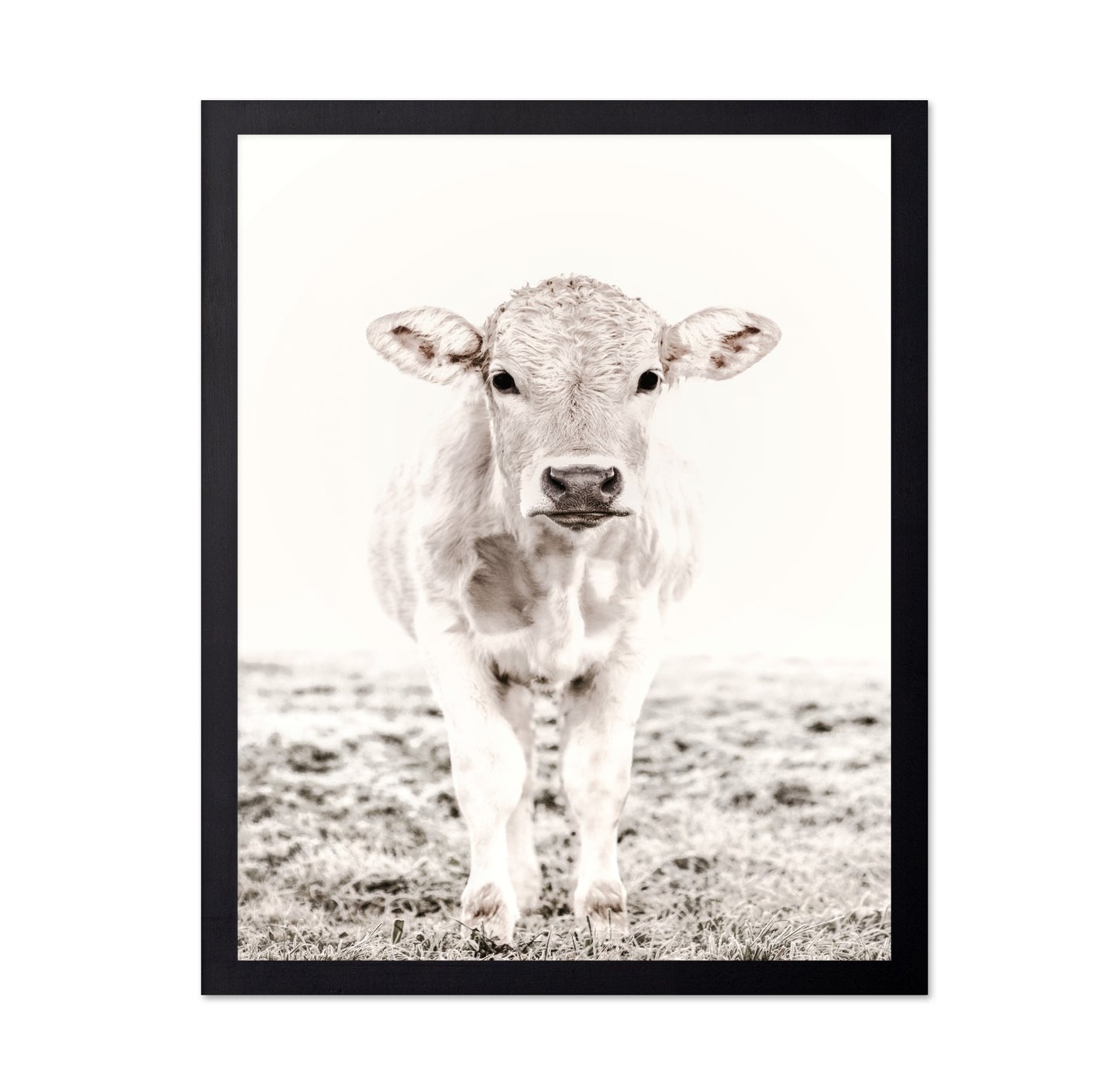 Baby Cattle