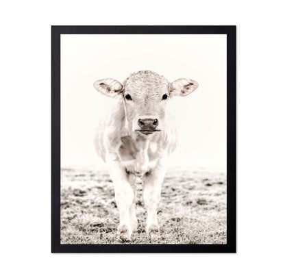 Baby Cattle