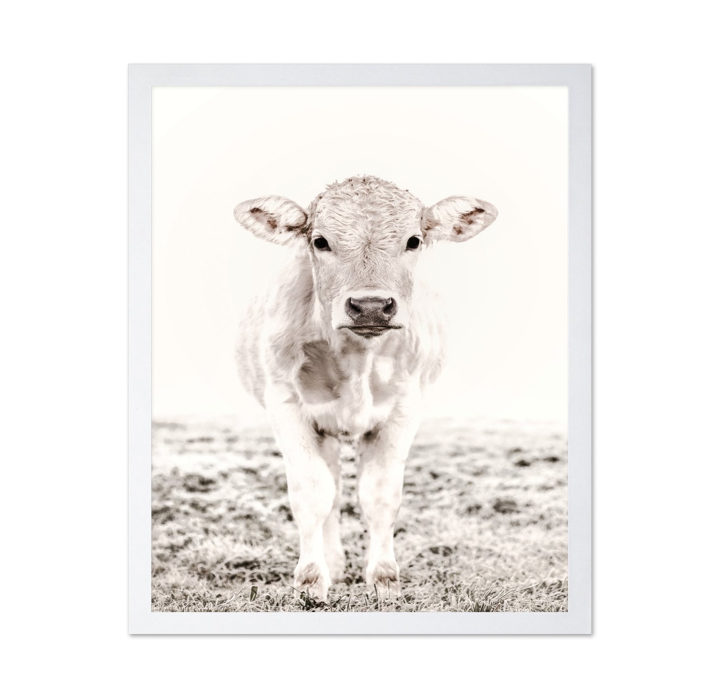 Baby Cattle