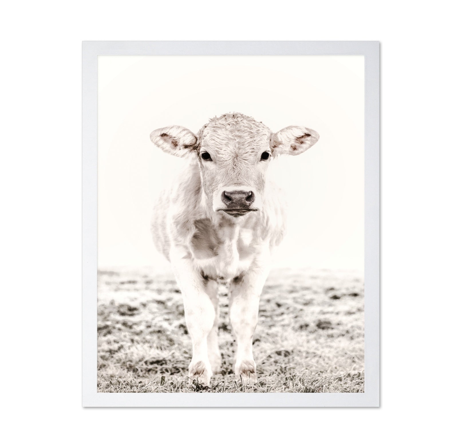 Baby Cattle