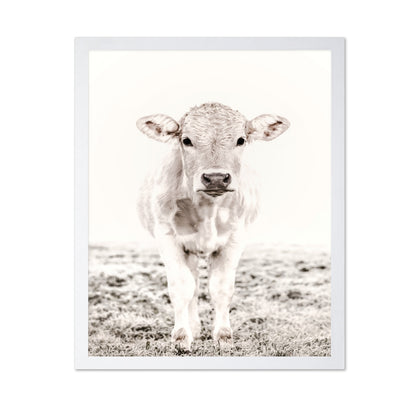Baby Cattle