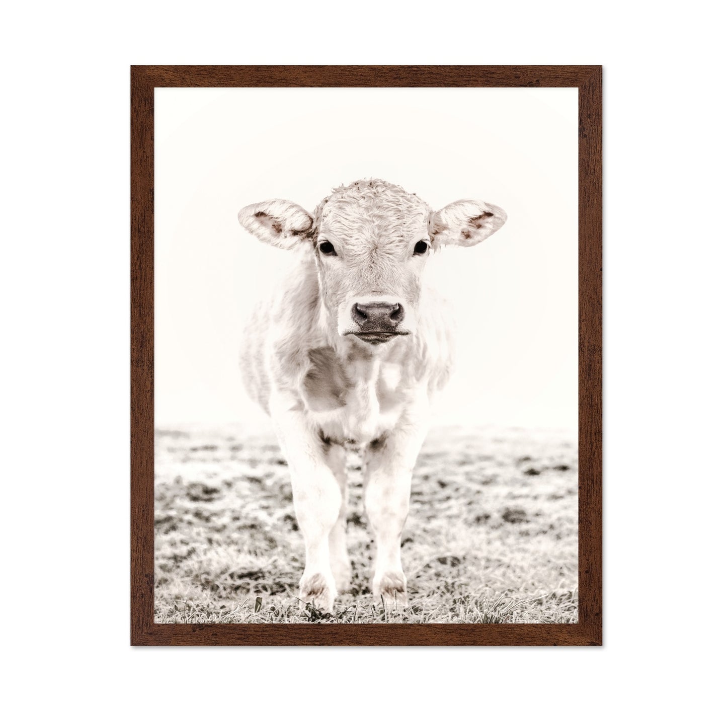 Baby Cattle
