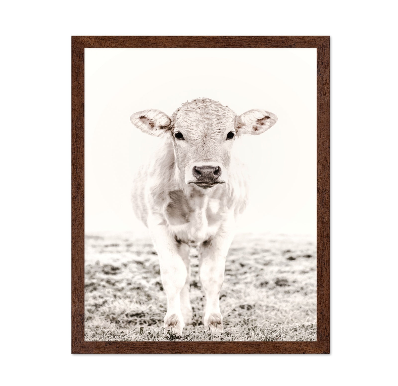 Baby Cattle