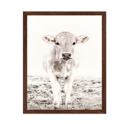 Baby Cattle
