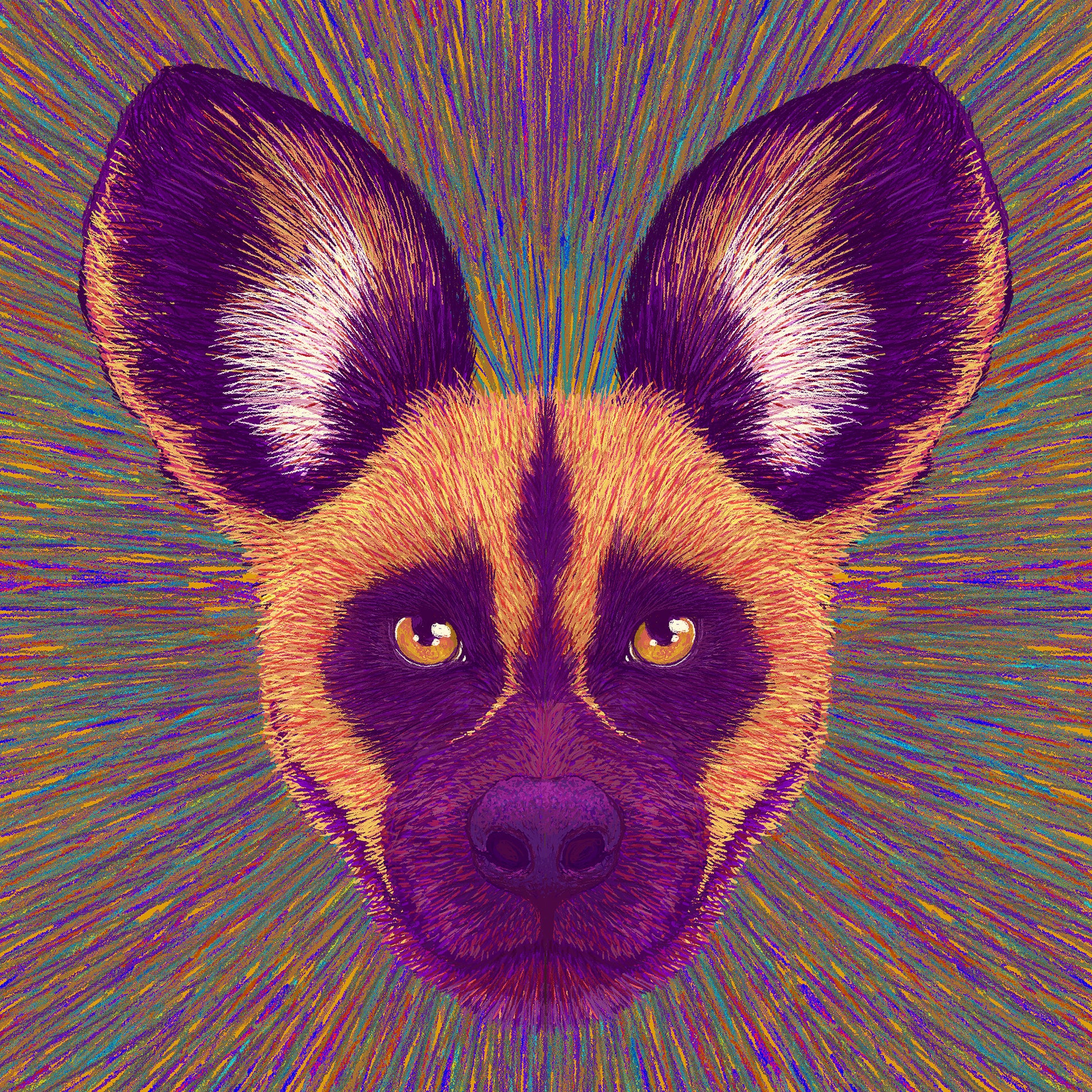 Wild Dog Radiance