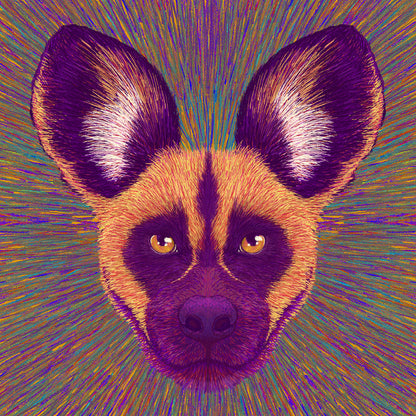 Wild Dog Radiance