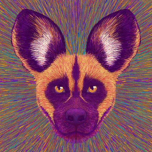 Wild Dog Radiance