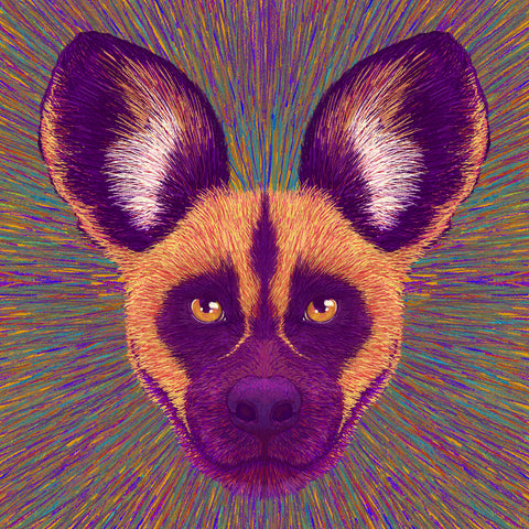 Wild Dog Radiance