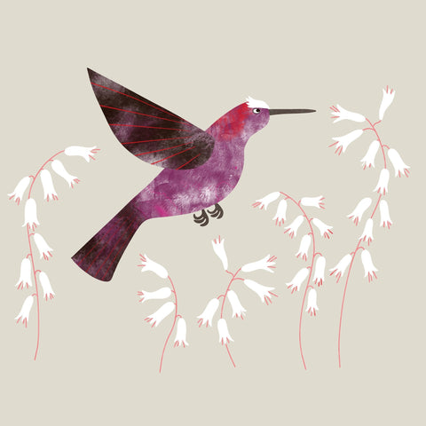 Violet Hummingbird