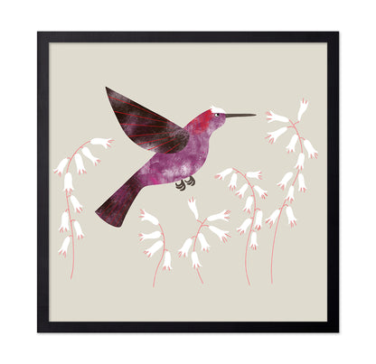 Violet Hummingbird