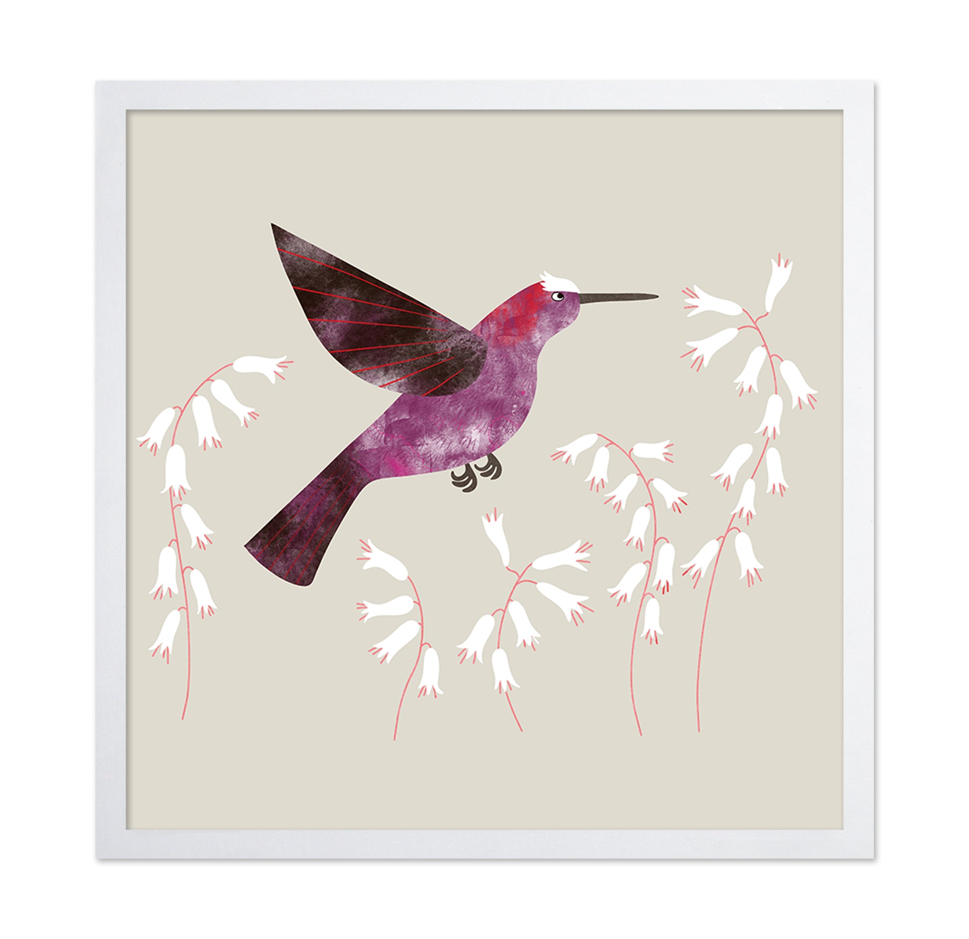 Violet Hummingbird