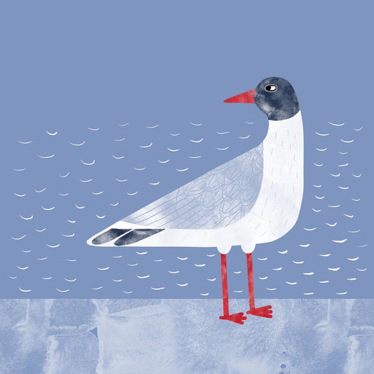 Coastal Seagull