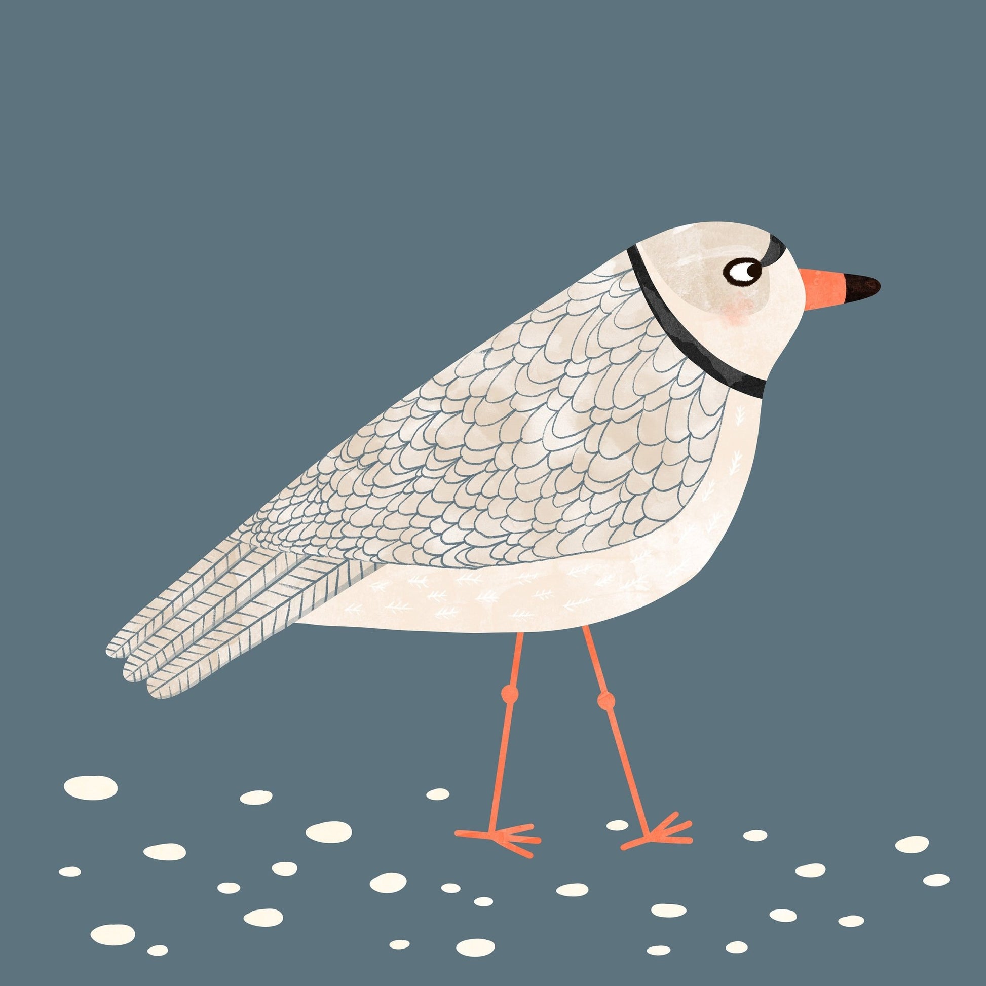Quiet Shore Gull