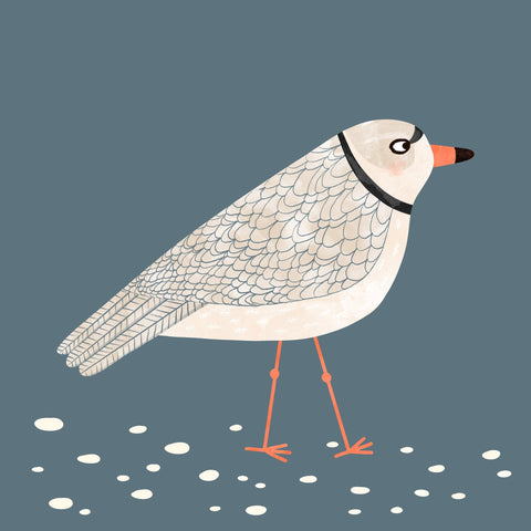 Quiet Shore Gull