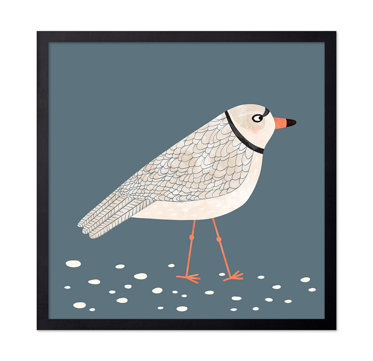 Quiet Shore Gull