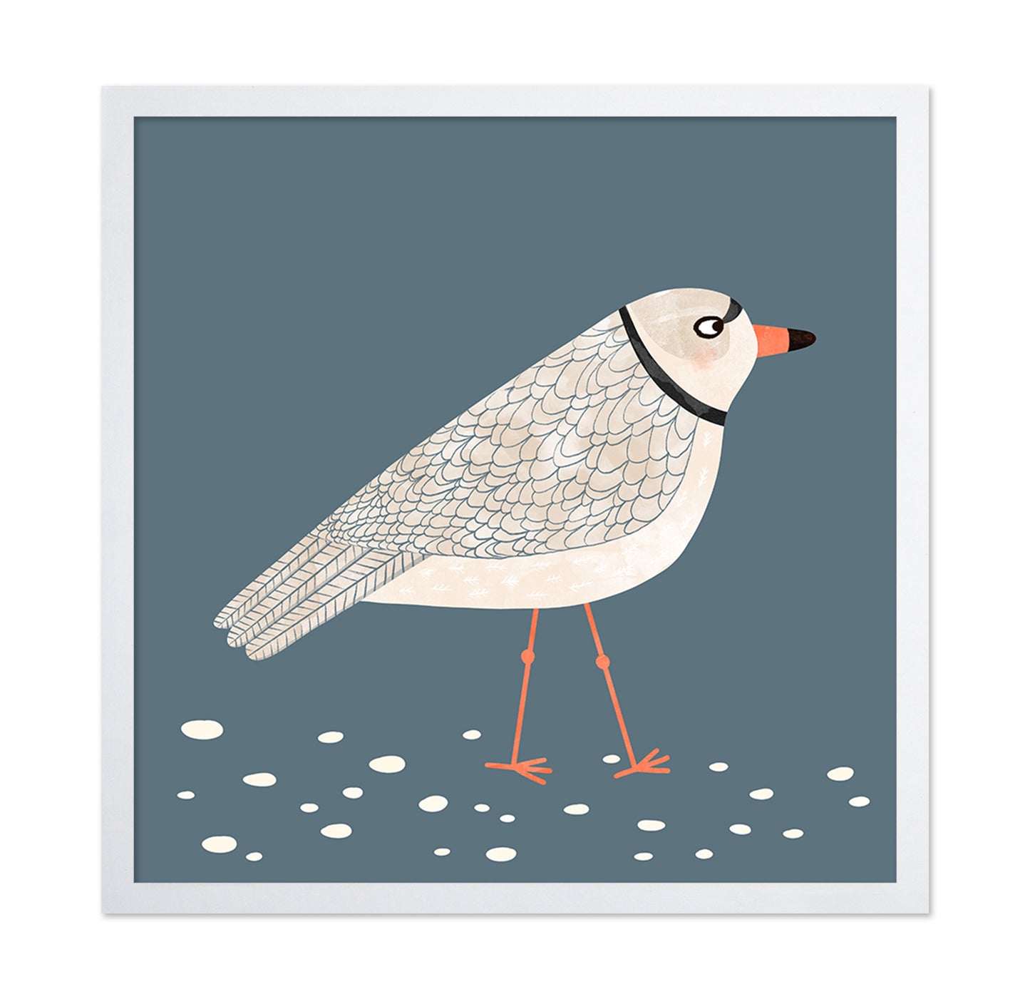 Quiet Shore Gull