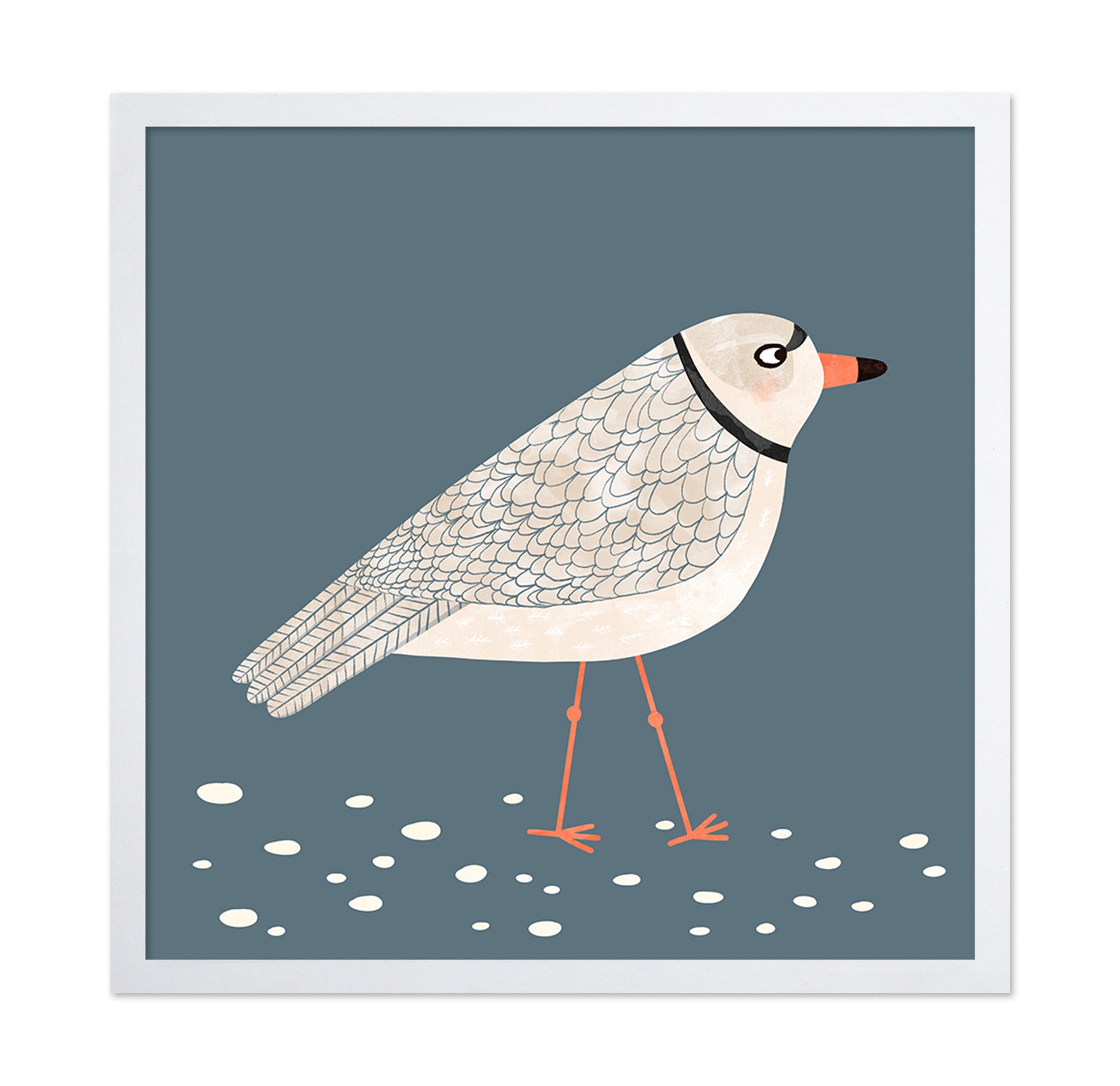 Quiet Shore Gull