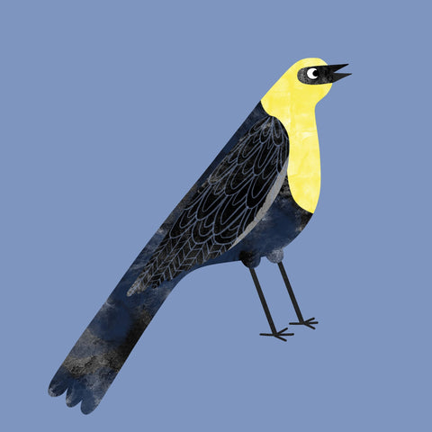 Yellow Head Blackbird