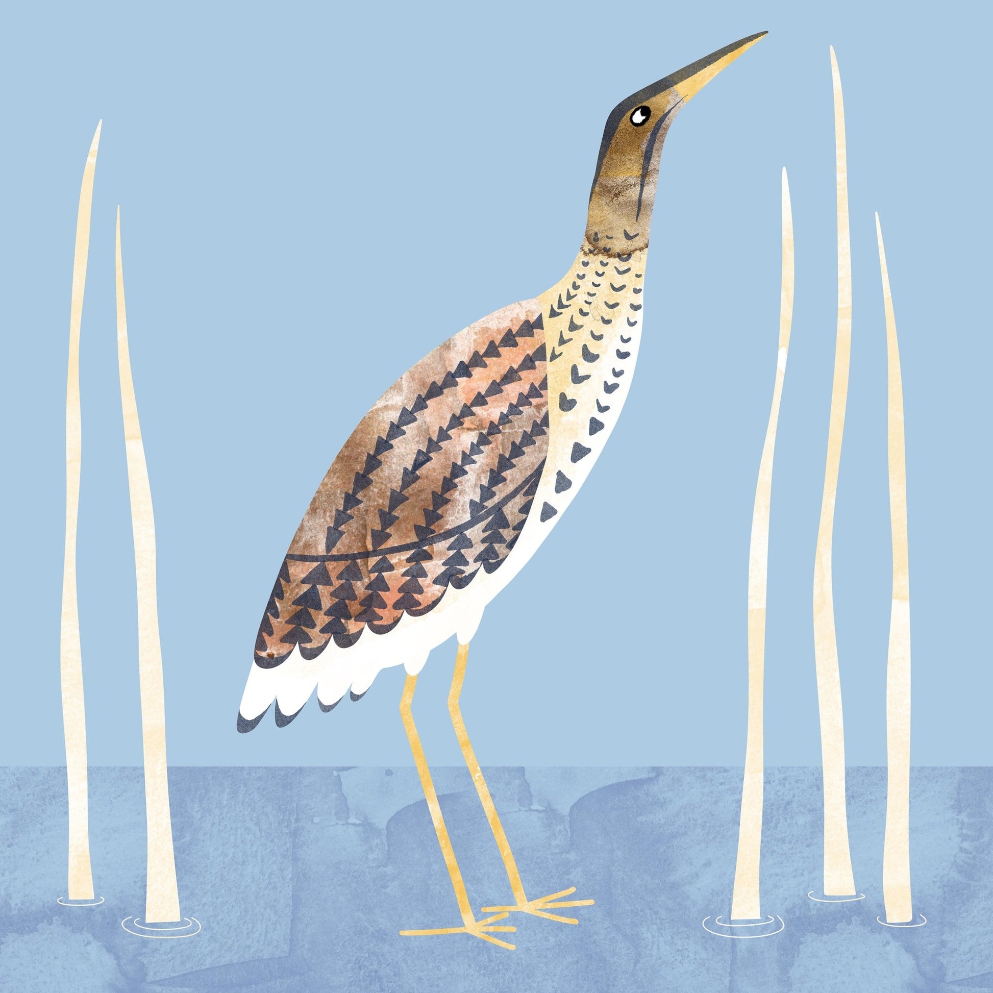 Marsh Bittern