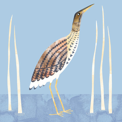 Marsh Bittern