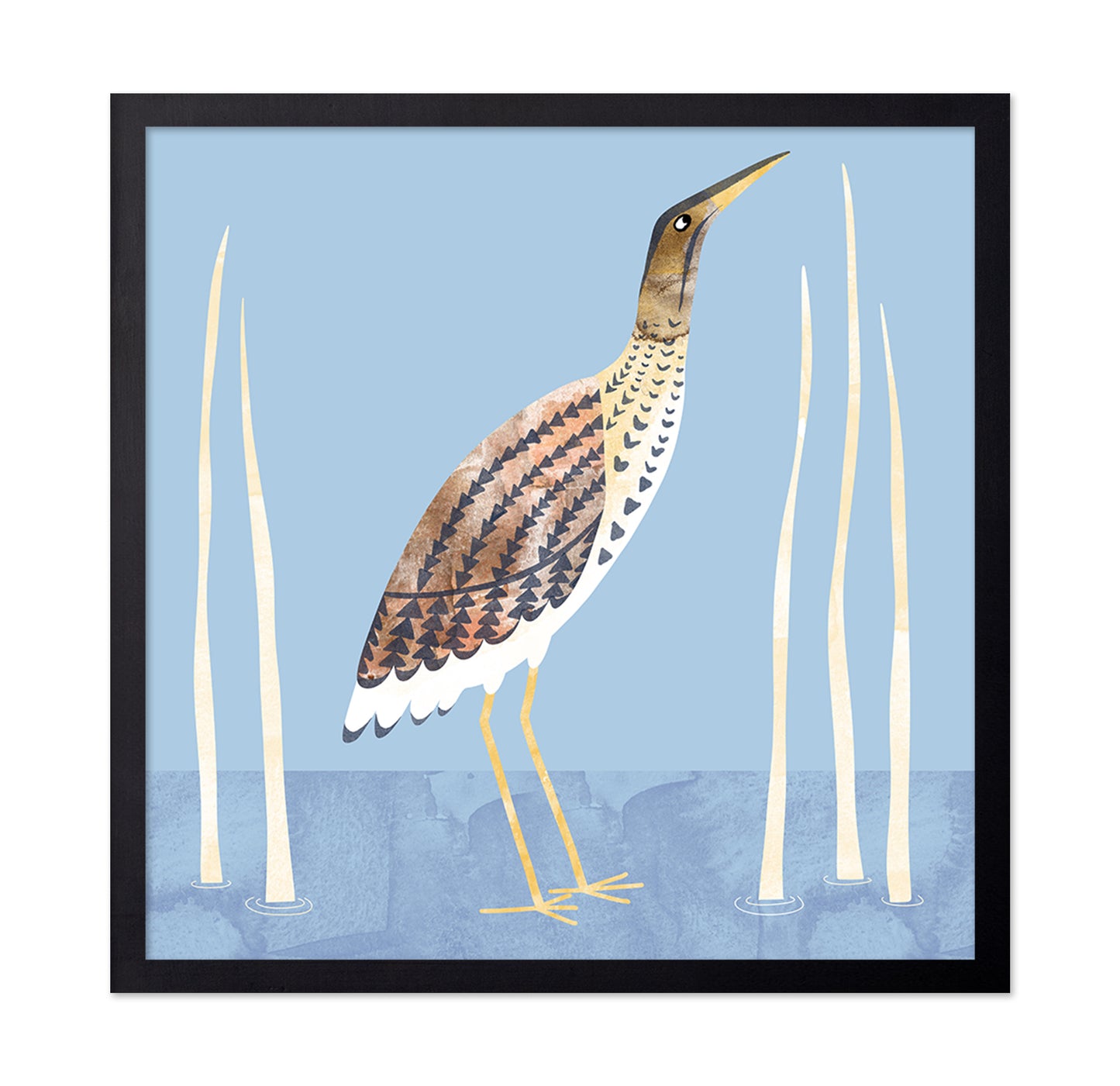 Marsh Bittern