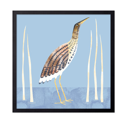 Marsh Bittern