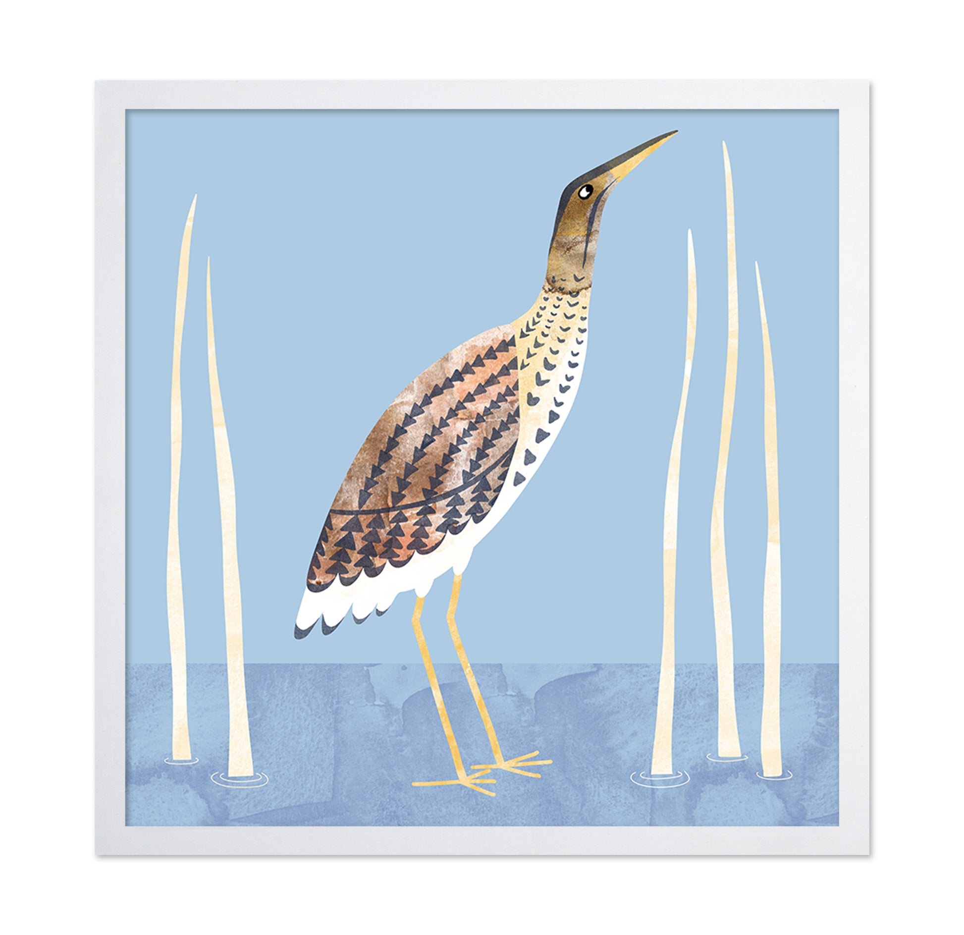 Marsh Bittern