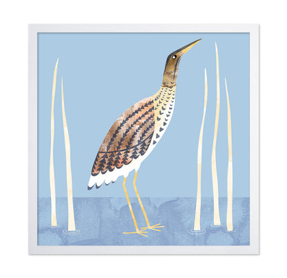 Marsh Bittern